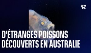 Des poissons terrifiants découverts dans les fonds marins australiens