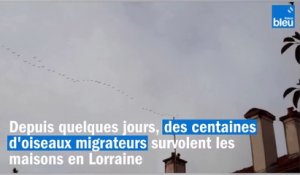 Mais quels sont ces oiseaux migrateurs aperçus par centaines dans le ciel en Lorraine ?