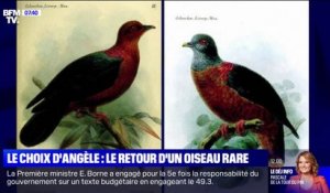 Le choix d'Angèle - Une espèce d'oiseau que l'on croyait éteinte depuis plus d'un siècle aperçue en Papouasie-Nouvelle-Guinée