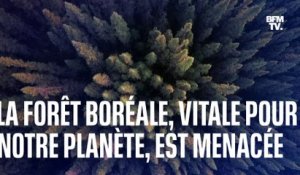 La forêt boréale, vitale pour notre planète, est menacée par le réchauffement climatique