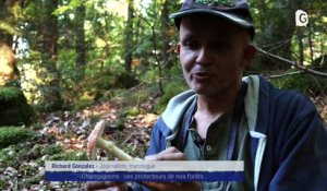 Reportage - Champignons : ces protecteurs de nos forêts !