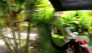 Australie: Un jeune garçon âgé de cinq ans a survécu après avoir été mordu, enserré et entraîné dans une piscine par un python - VIDEO