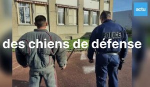 Dans les coulisses de l'entraînement des chiens de défense et d'attaque de la police des Yvelines