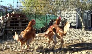 Istres : poules