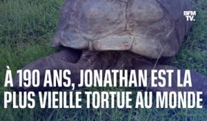 La plus vieille tortue au monde fête ses 190 ans