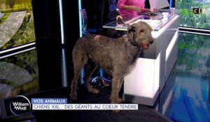 Vos animaux : Chiens XXL, des géants au cœur tendre