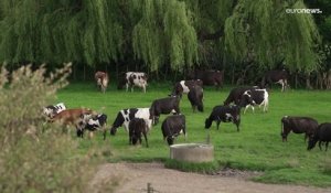 Taxe pour les émissions du bétail en Nouvelle-Zélande : les agriculteurs en colère