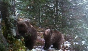 Pyrénées : une ourse et ses deux oursons ont été filmés en train de profiter des premières neiges