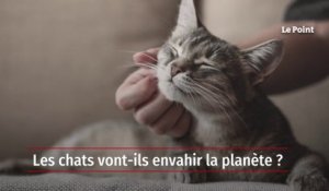 Enquête : les chats vont-ils envahir la planète ?