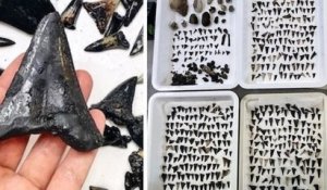 Un cimetière géant de requins préhistoriques a été découvert dans l'océan Indien