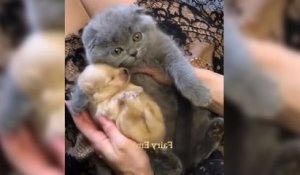 Un chaton reçoit un chiot...Adorable