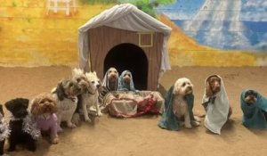 En Angleterre, une garderie canine reproduit la scène de la Nativité avec une douzaine de chiens