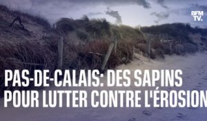 Cette commune du Pas-de-Calais utilise des sapins pour lutter contre l'érosion