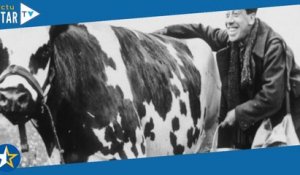 La Vache et le prisonnier (C8) : comment Henri Verneuil a tout fait pour que la vache ne finisse pas