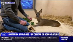 Rhône: ce centre soigne les animaux sauvages blessés et lance une cagnotte pour s'agrandir