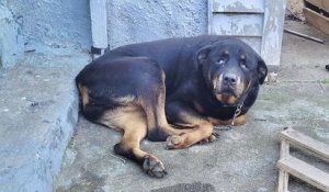 États-Unis : des sauveteurs ont sauvé une chienne âgé qui avait abandonnée par ses maîtres dans le froid