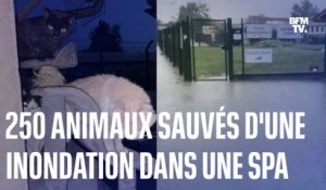 250 animaux ont été pris au piège dans une inondation après un orage violent à la SPA de Lyon