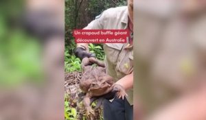 «Toadzilla» : un crapaud géant découvert en Australie