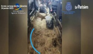 Espagne : le cargo qui transportait des vaches cachait 4500 kilos de cocaïne
