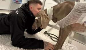 Il dépense 22 000 euros de frais vétérinaires pour sauver sa chienne atteinte d'une maladie grave