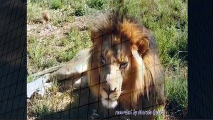 ten10@attack Lions attack Animal attack Top Attack to Animal Attacks And  Loves when animals attack sur Orange Vidéos