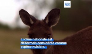 En Australie, l'inquiétante prolifération de kangourous