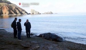 7 baleines retrouvées mortes sur la côte nord de Chypre, les séismes suspectés