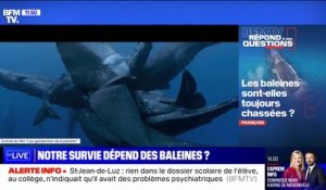Les baleines sont-elles toujours chassées? BFMTV répond à vos questions