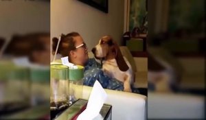 Funny Talking Dogs Compilation 2016 - Talking Dog Videos