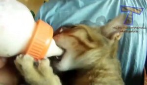 Funny baby animals drinking milk - Cute animal compilation