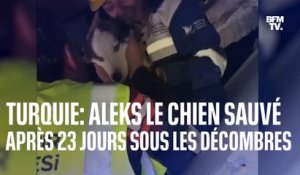 Aleks, le chien sauvé après être resté coincé 23 jours sous les décombres en Turquie