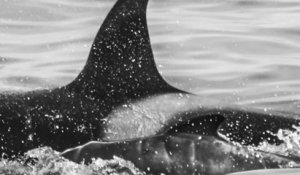 Une femelle orque aurait adopté un bébé globicéphale, un cas unique selon les scientifiques