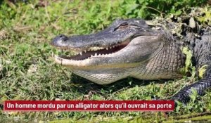 Un homme mordu par un alligator alors qu’il ouvrait sa porte !