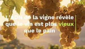 Le vin plus vieux que le pain ?