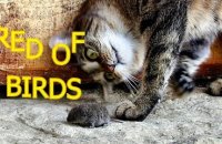 Cats scared of mice and birds - Funny cat compilation