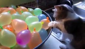 Funny Cats Eating Compilation May 2015