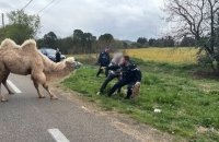 Gard : des gendarmes interpellent un chameau sur une route