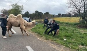 Gard : des gendarmes interpellent un chameau sur une route