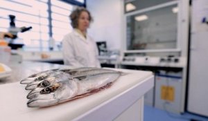 Enquête de santé - Le poisson : à consommer sans modération ?