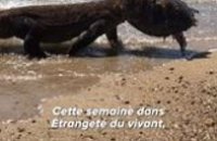 Un Dragon de Komodo sort de l'eau avec sa tête coincée dans la carapace d'une tortue !