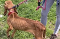 Gers : la SPA secourt dix chiens squelettiques et affamés