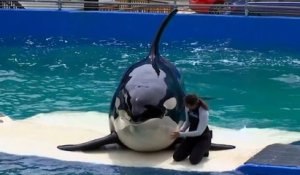 Tokitae, la plus vieille orque en captivité, va retrouver la liberté