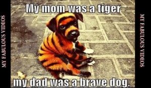 Funny Animal Pictures (With Quotes) - Best of
