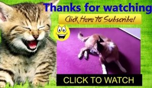 Best Funny Videos - Funny Cats and Dogs vs Lemons - Funny Animal Compilation (2)