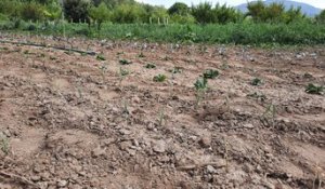 Sécheresse : "l'Etat doit choisir entre les écologistes et les agriculteurs", selon Jean-Paul Pelras