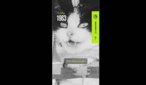 Algérie, 1963 : Félicette, la chatte de l'espace
