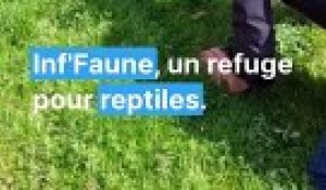 Inf'Faune, l'association qui recueille les reptiles