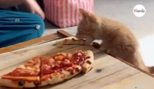 Le garçon mange sa pizza  : son chaton a une stratégie géniale pour en avoir une part (vidéo)