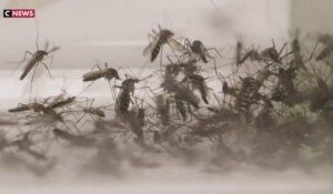 Les autorités sanitaires en alerte face à la multiplication de moustiques tigres en France