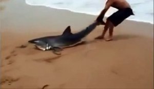 Ce touriste sauve un requin échoué sur la plage